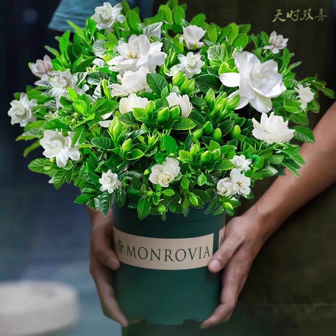 小叶四季栀子花盆栽花卉植物带花苞阳台水培绿植浓香型好养