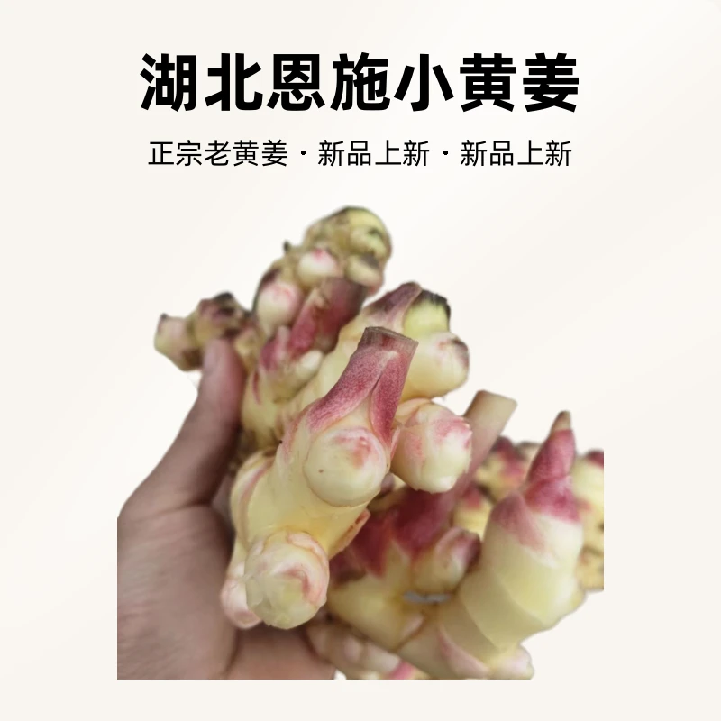 正宗老黄姜糟姜子姜泡姜新鲜生姜仔姜醋姜湖北恩施小黄姜凤头姜