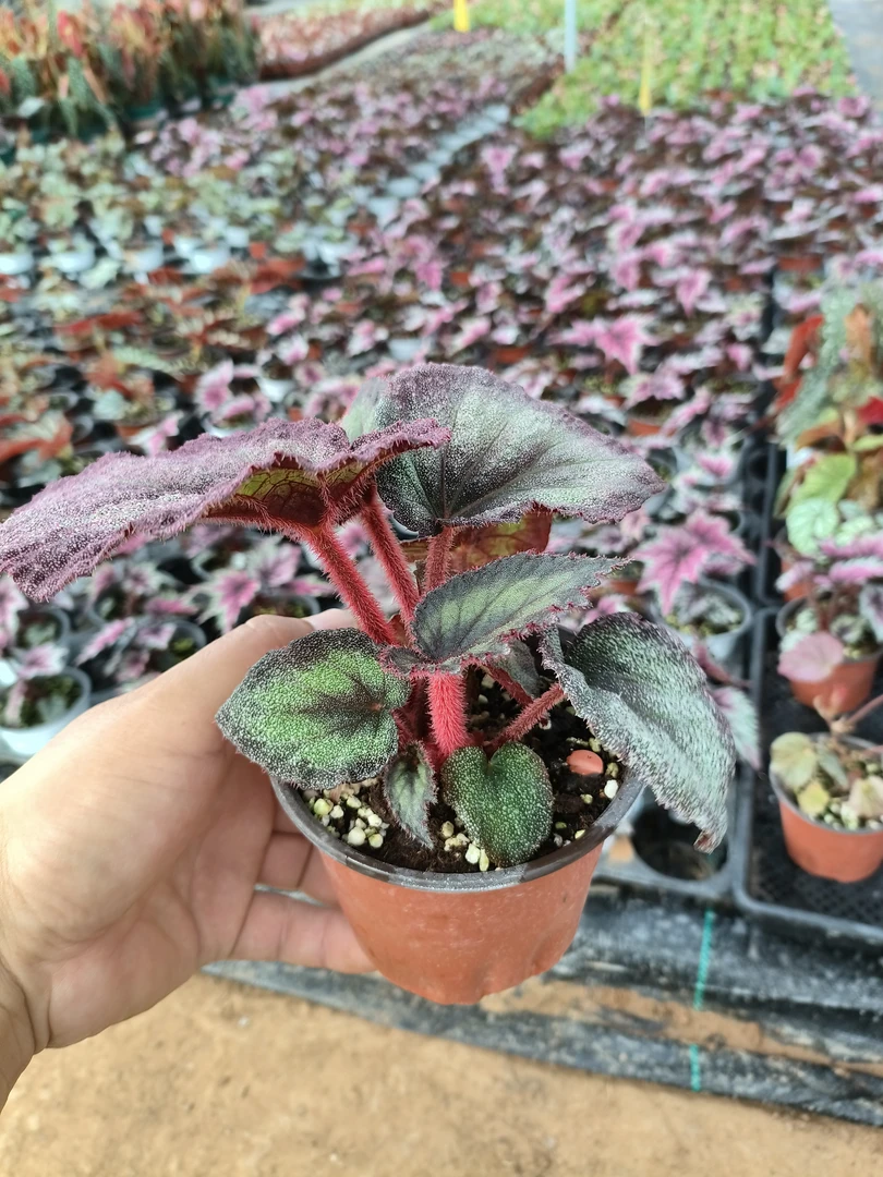 火烈鸟秋海棠热植，叶损不包，不售后