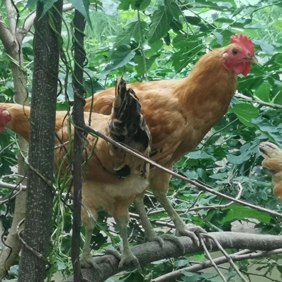 【黄油土老母鸡4只】散养1年半到2年黄油土老母鸡4只 包冰率不含冰