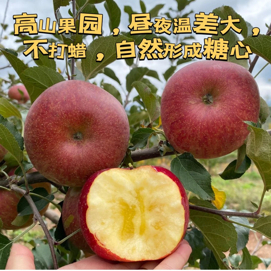 正宗四川汉源丑苹果新鲜大果冰糖心脆甜当季孕妇水果产地整箱包邮