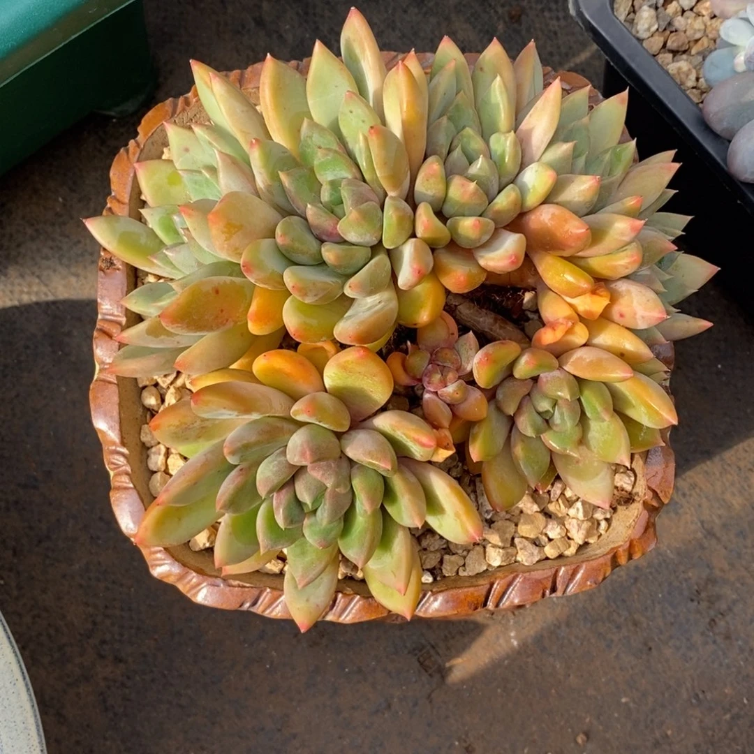 寄养多肉植物一物一拍多肉