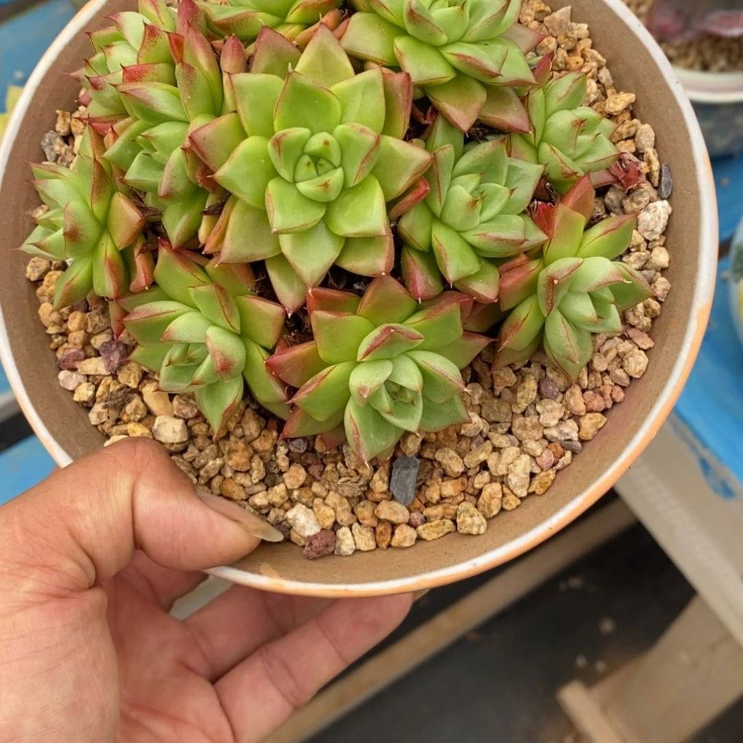 发货多肉植物一物一拍