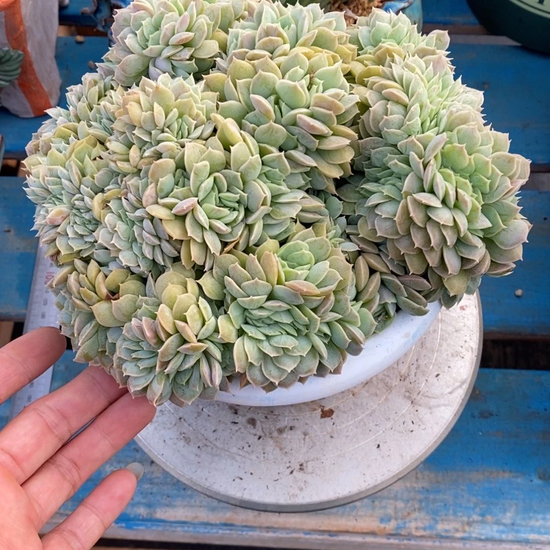 发货多肉植物一物一拍