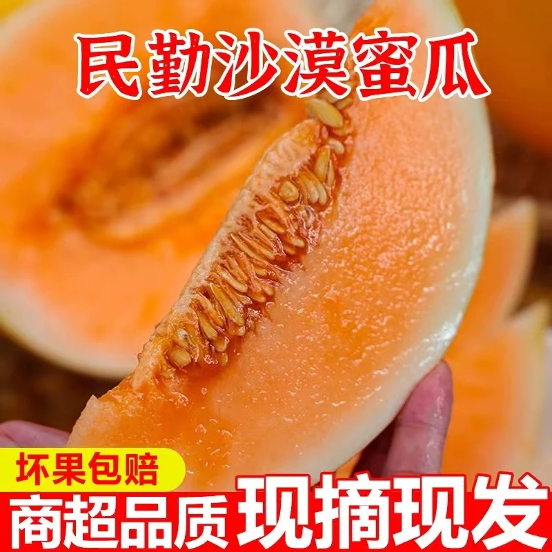 【红】甘肃民勤沙漠黄河蜜瓜现摘新鲜水果脆甜多汁带箱8-9斤