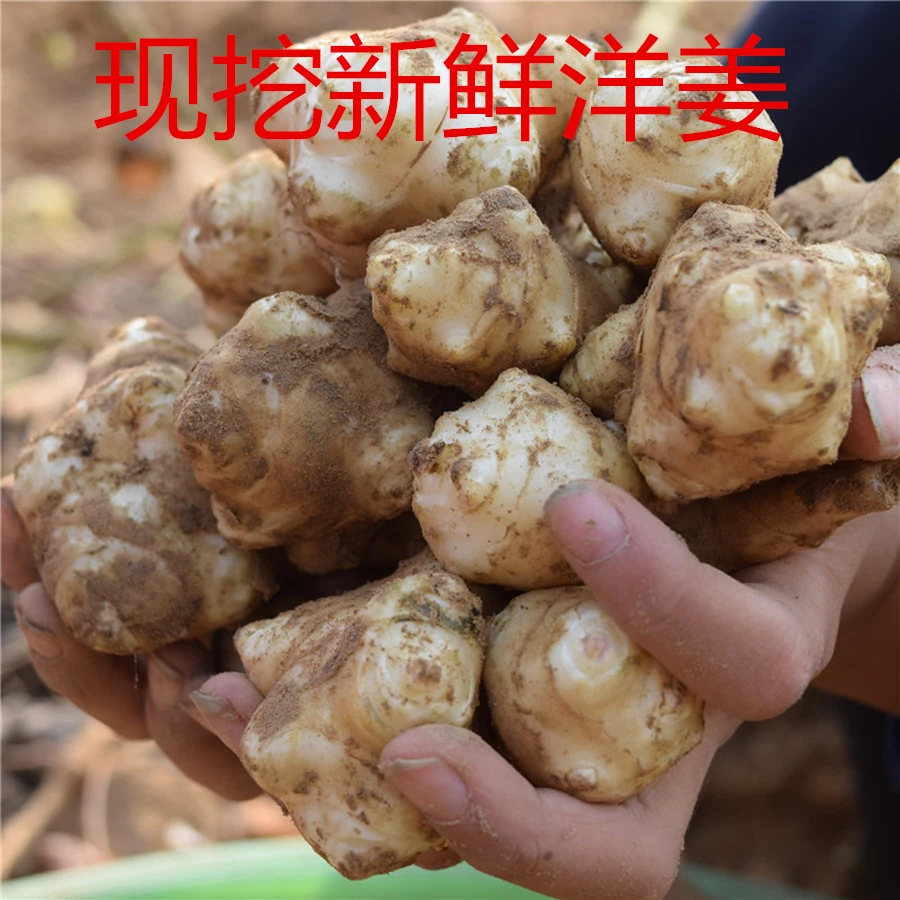 【新鲜现挖】2024年新鲜洋姜5斤9斤野姜不辣腌制咸菜菊芋农家蔬菜