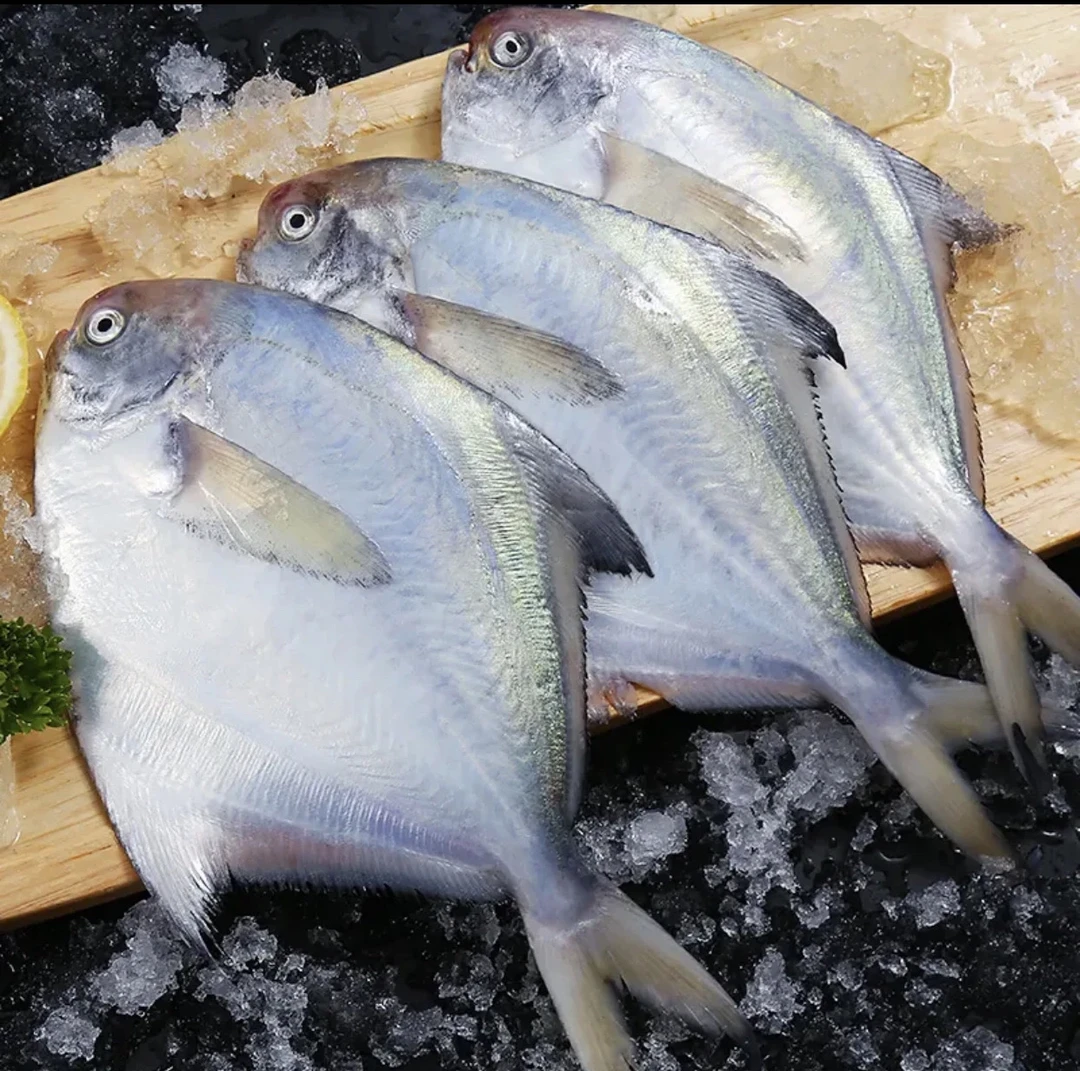 新鲜银鲳鱼10斤（6-7/斤 无冰衣）