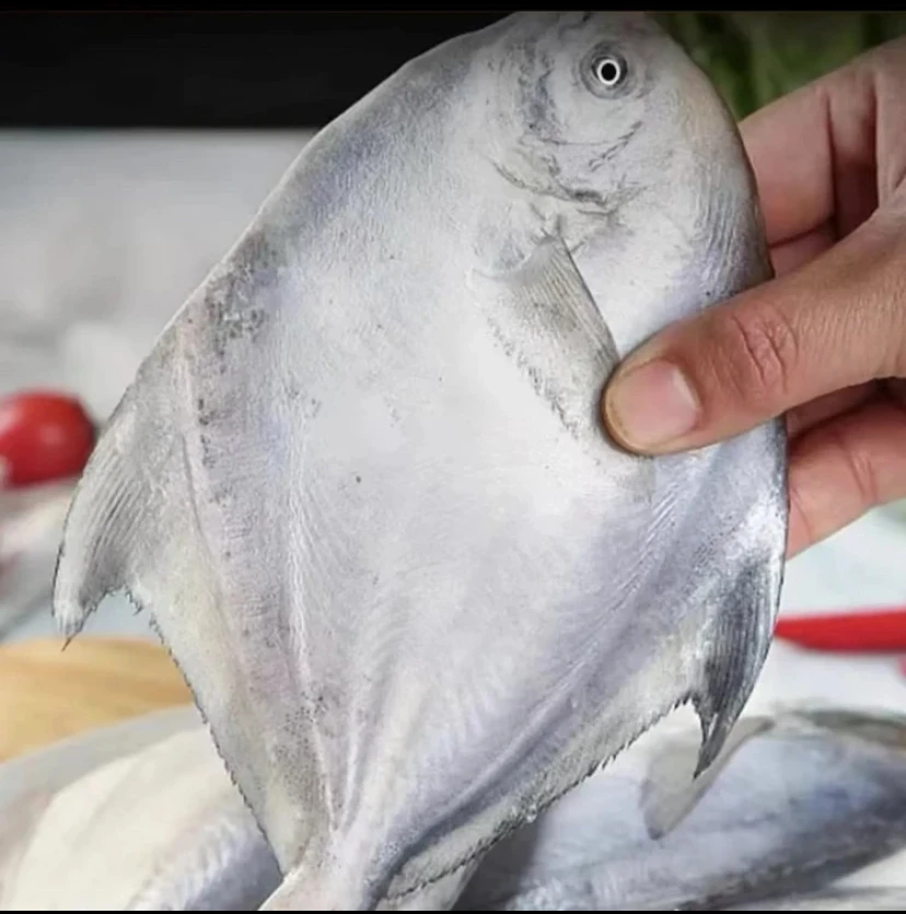 新鲜银鲳鱼 7斤（一斤5-6条无冰衣）