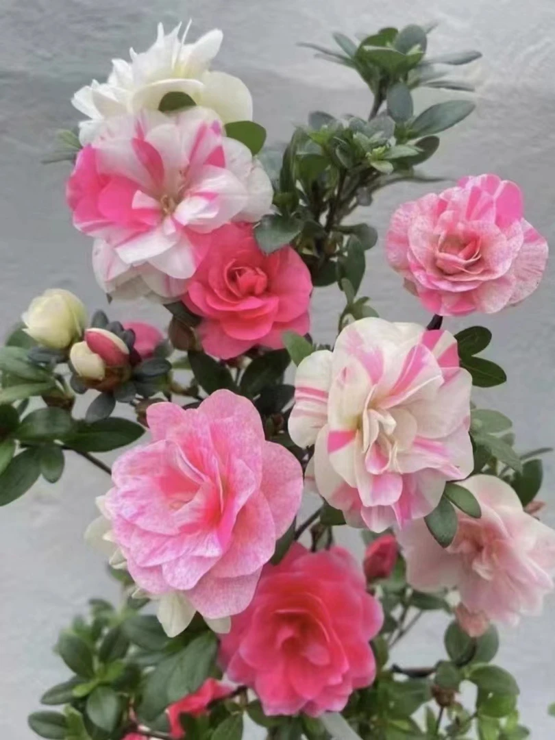 『高端品种』皋月杜鹃 鹃之舞 耐寒耐热