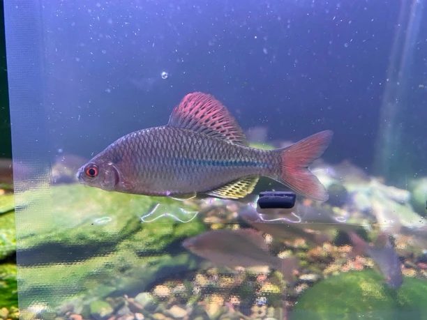 金臀鱊 冷水鱼 观赏鱼 原生鱼 鳑鲏鱼