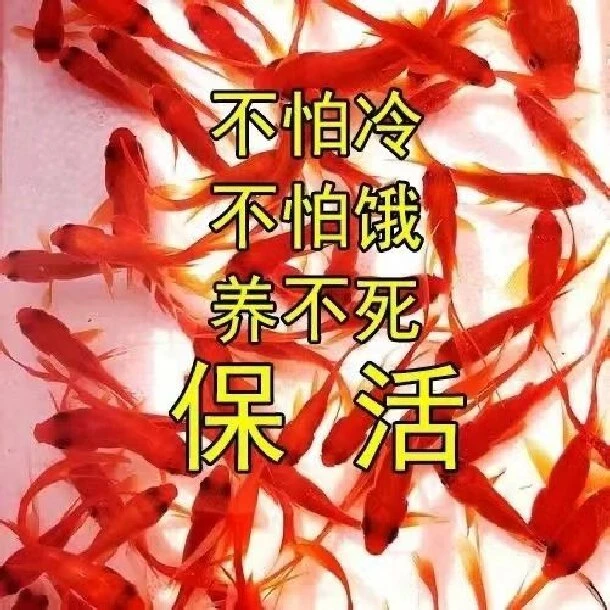 冷水鱼草金鱼苗养不死金鱼小鱼活鱼小宠物好养黑色养不死的小金鱼