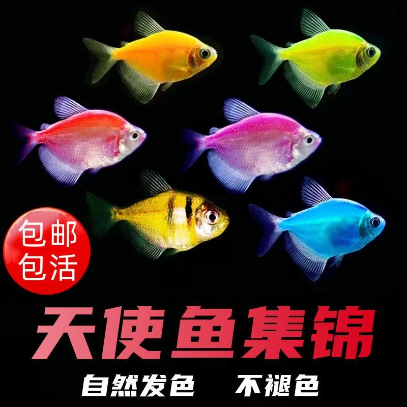 糖果天使鱼柠檬天使蓝莓紫衣天使小型热带观赏鱼真实发色不褪色