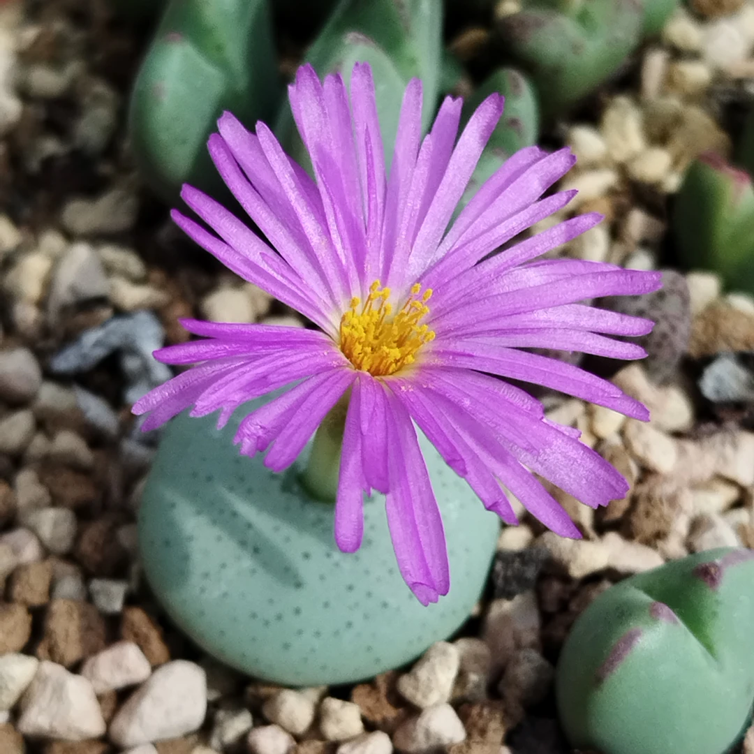 肉锥群生多肉植物大饼包邮