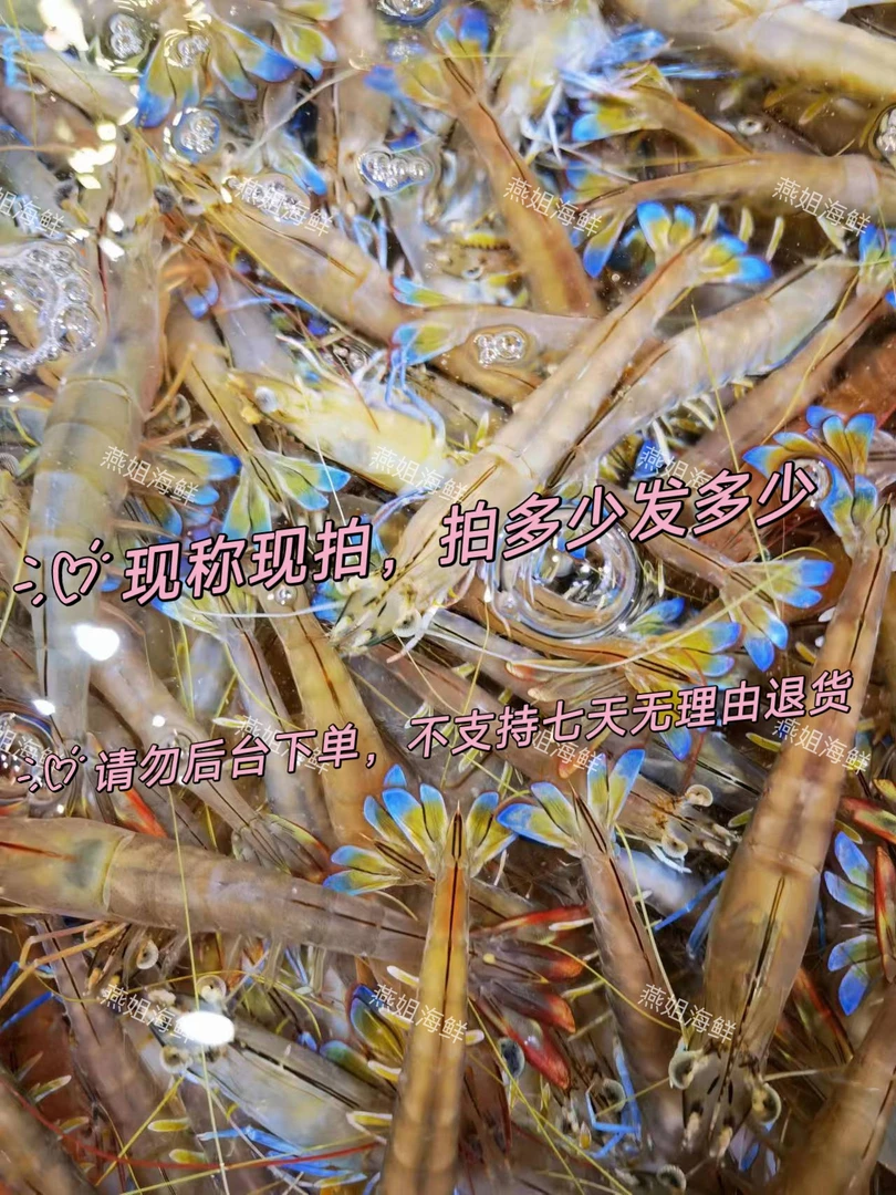 现称现拍北部湾海捕野生花虾,明虾麻虾等3-5斤顺丰包邮不支持退款