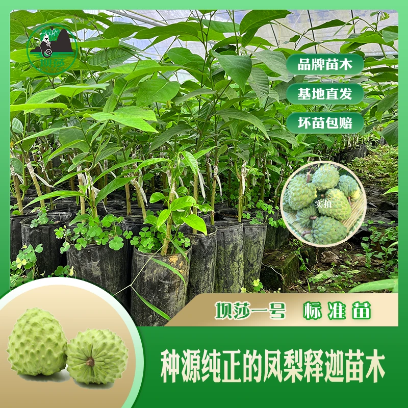 凤梨释迦苗嫁接凤梨释迦果树苗广西释迦种植基地正宗释迦果苗带果