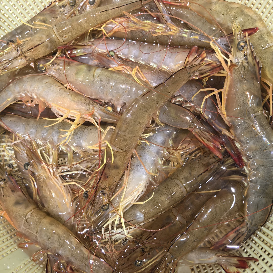 活明虾企沙港海鲜 3斤起发 (一斤个头12-14）