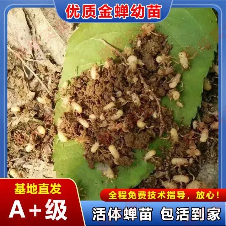 爬叉养殖活体知了种子幼苗爬叉猴卵孵化好爬爬幼苗优质养殖蝉蚁卵