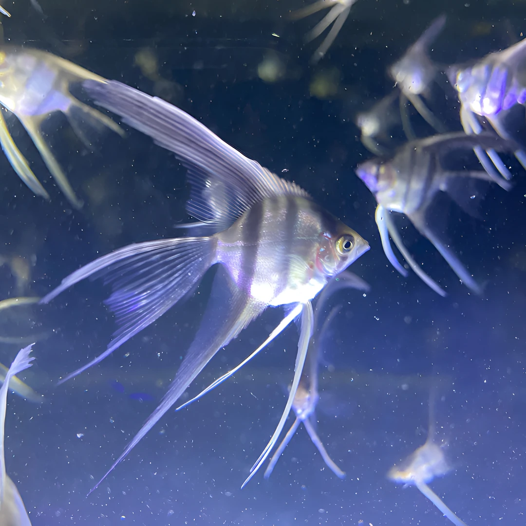 娜奴湾肉身3厘米头尾5厘米+三条