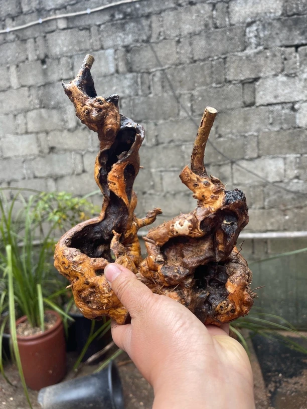 镂空黄荆桩随州树桩