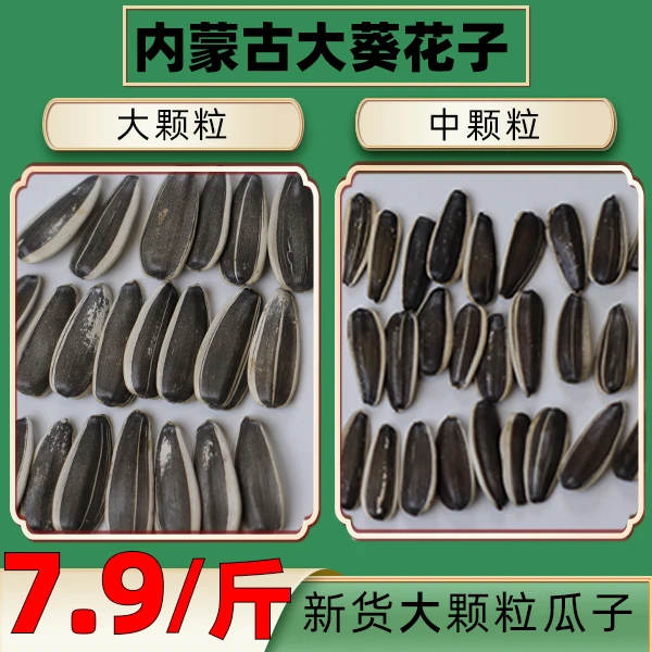 内蒙古大颗粒生葵花籽原味新货瓜子坚果大颗粒新鲜休闲毛嗑花生