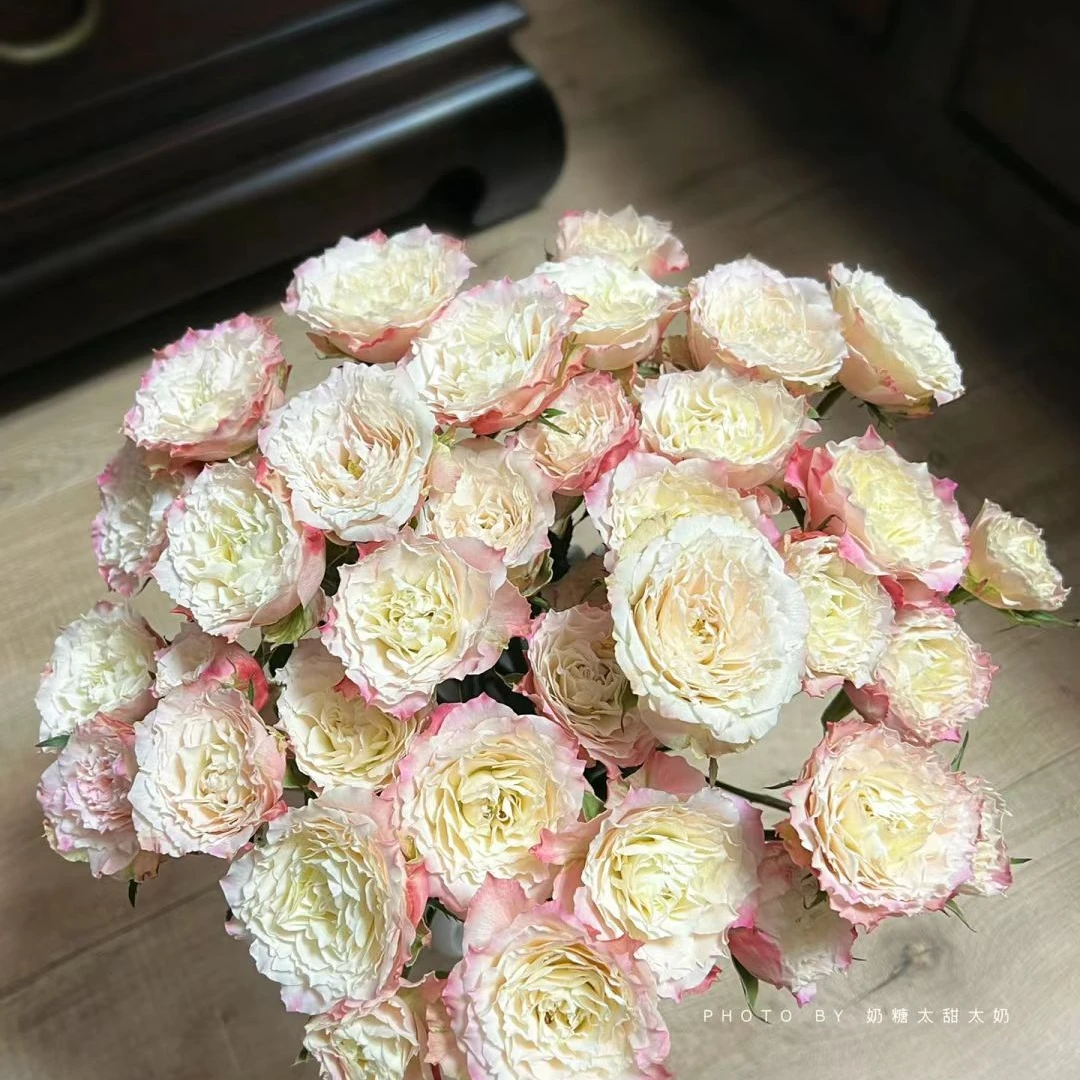 【桃乐丝多头】云南鲜花基地现采现发