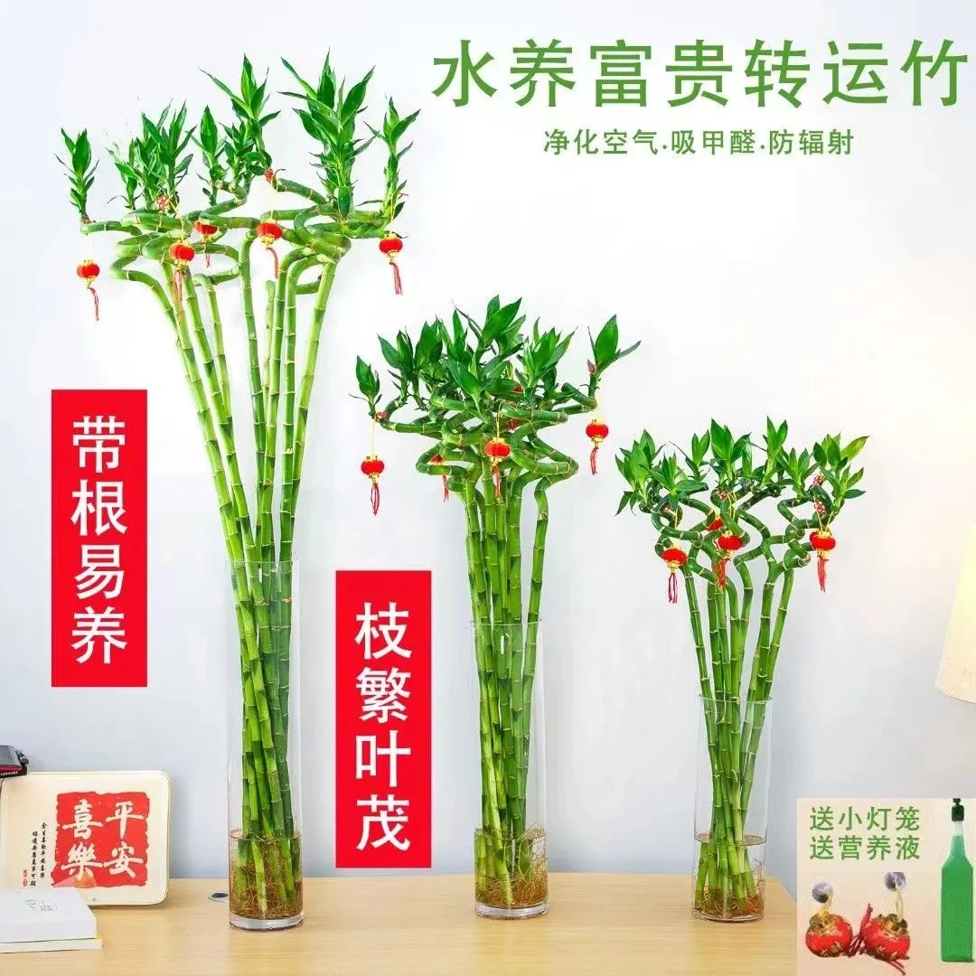 富贵竹转运竹水养新鲜带根水培绿植物客厅弯竹子盆栽室内植物清新
