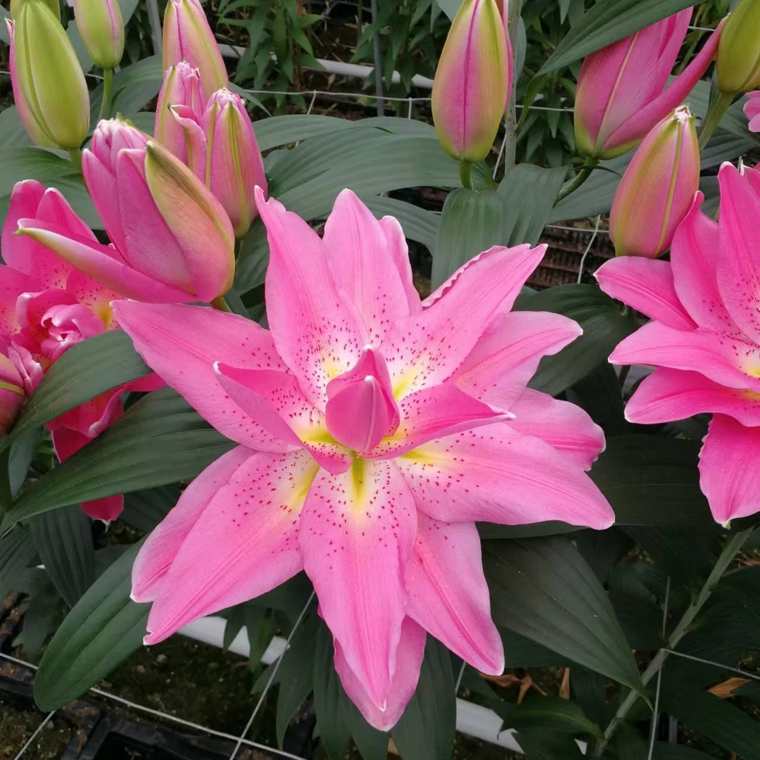 【帕特西娅】17/19 重瓣百合种球荷兰进口多年生盆栽地栽
