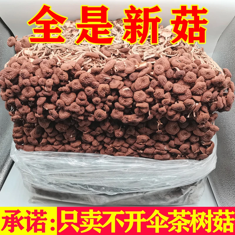 2023不开伞茶树菇干货脆嫩新货500g农家特产食用菌批发试吃20g
