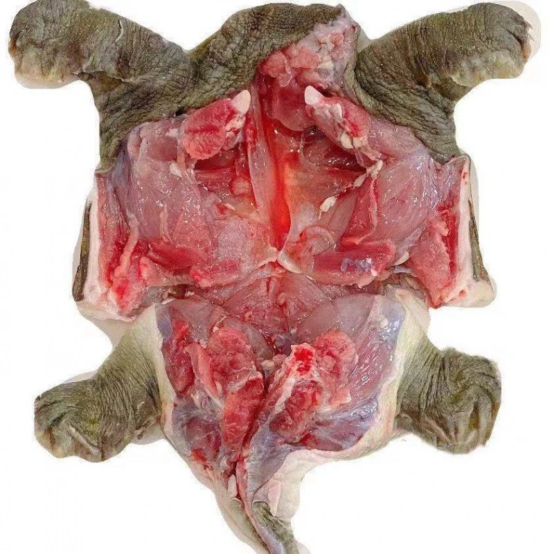 【两只装】塘口现宰外塘甲鱼宰后称重生态老鳖王八煲汤大补营养