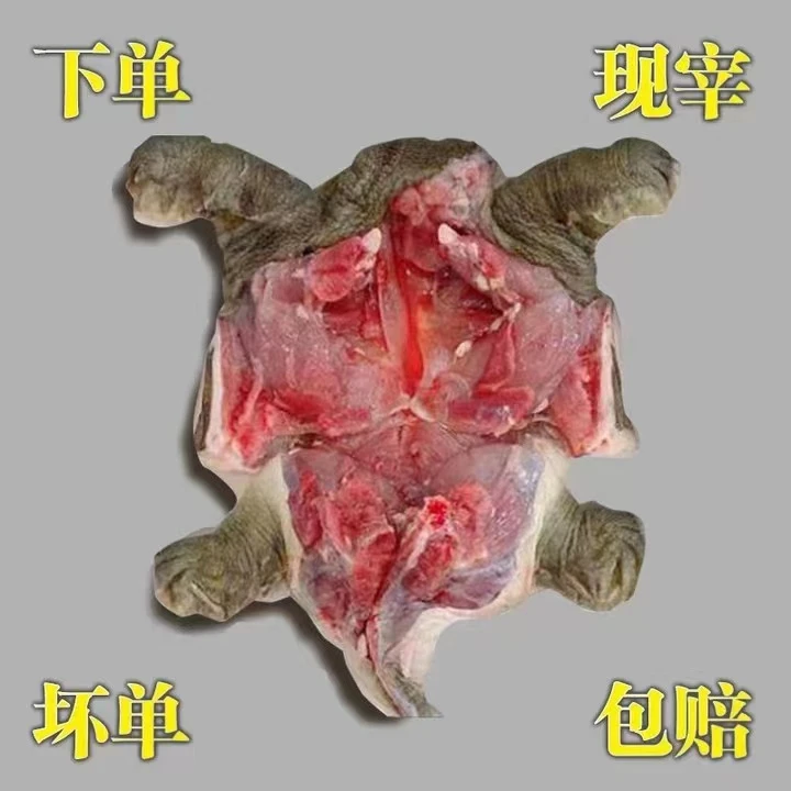 外塘生长1.9斤2斤王八生长批发王八生长甲鱼肉