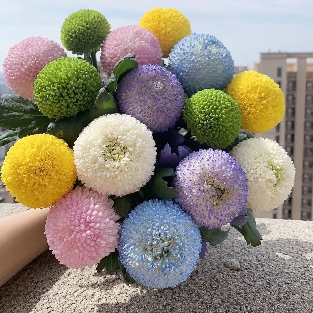 【混色乒乓菊】四季开花菊花阳台盆栽种子室内外耐寒易活小院绿植