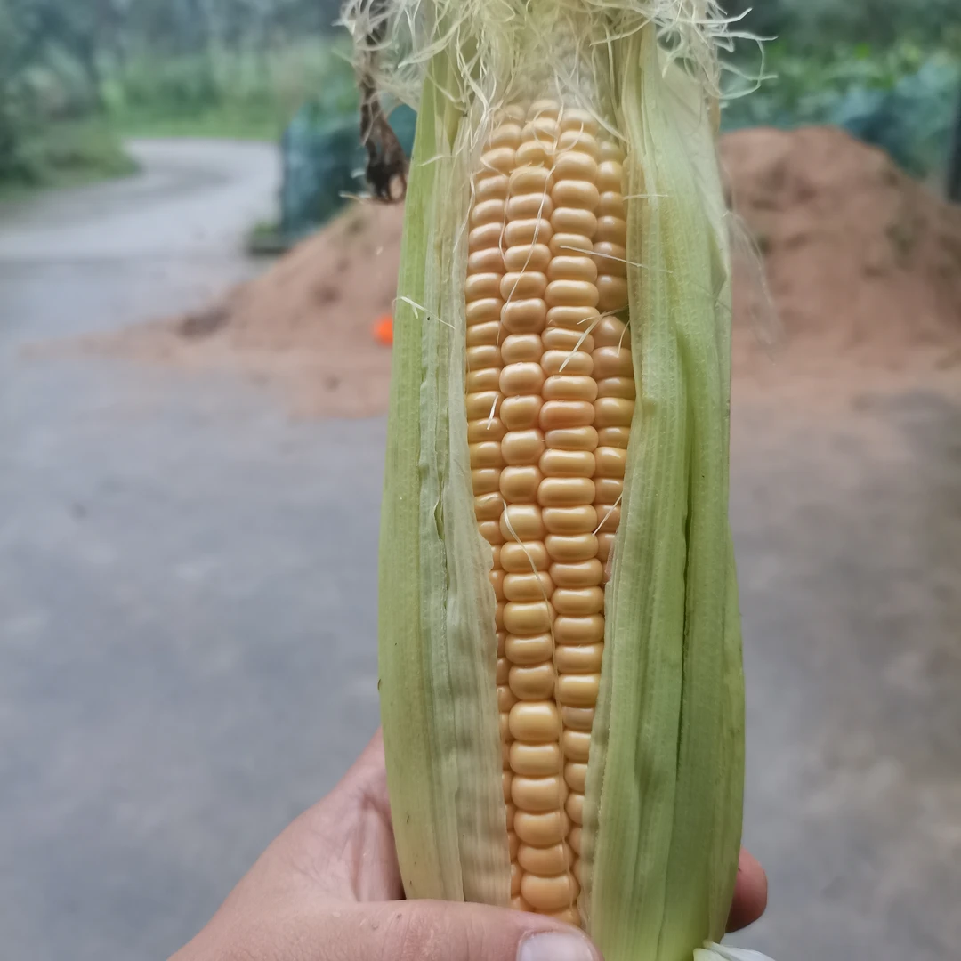 湖南本地自留种白黄甜玉米 露天  无激素无保鲜剂 微甜有嚼劲