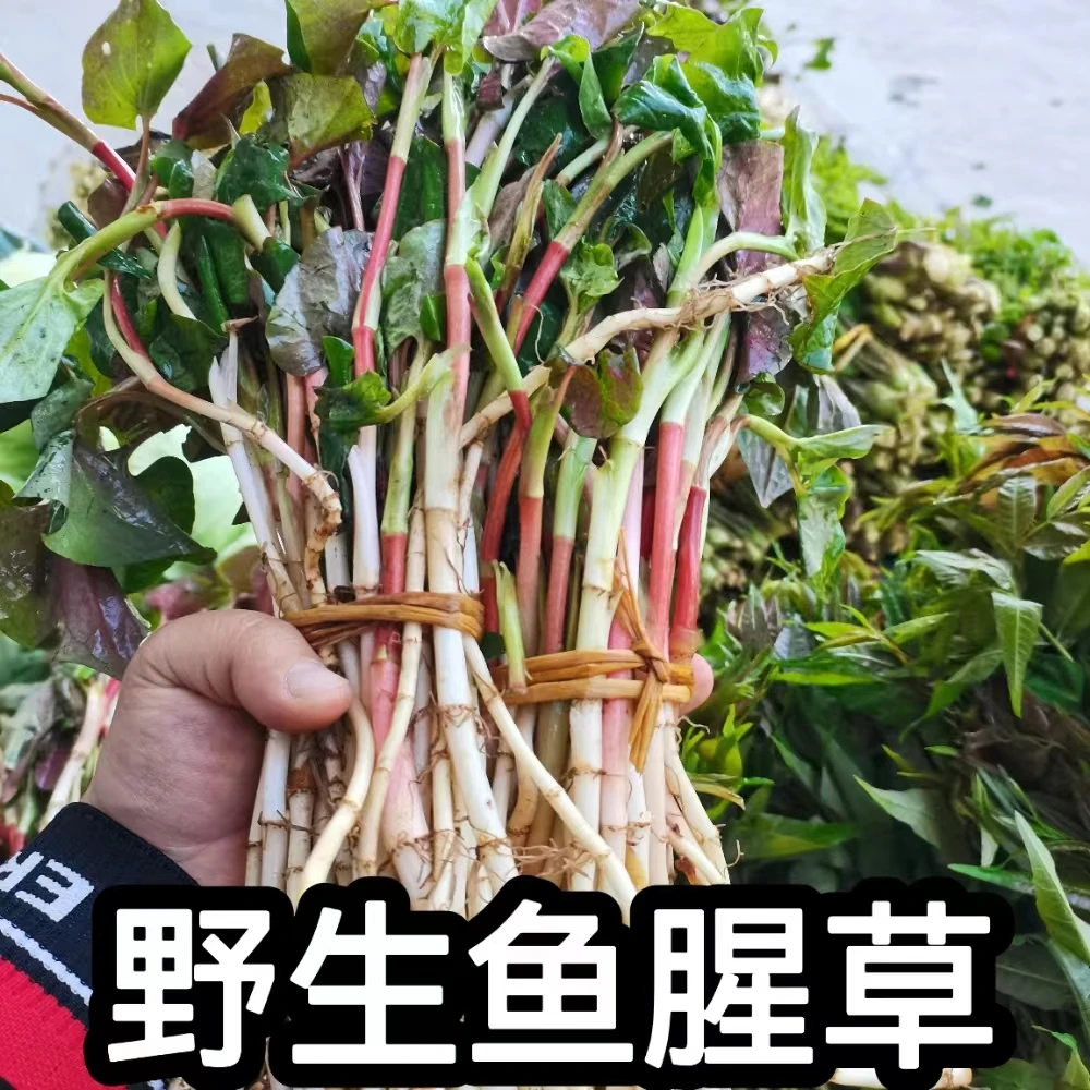 新鲜深山 野 生 鱼腥草适合煮水煮汤不能凉拌 不是种植的不懂慎拍