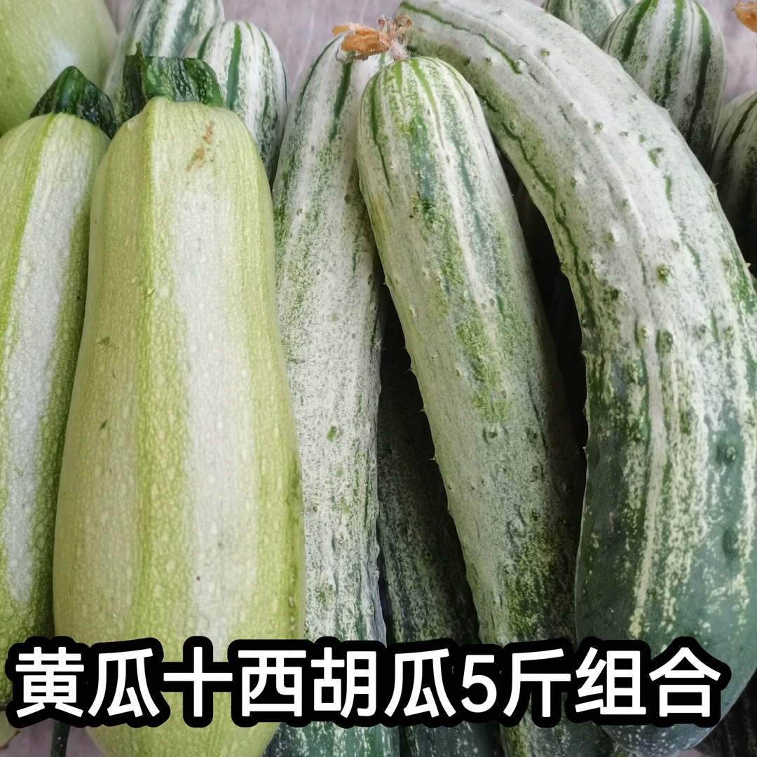 【5斤组合】湖南农家露天自种西葫瓜+黄瓜组合 用你农家肥无激素