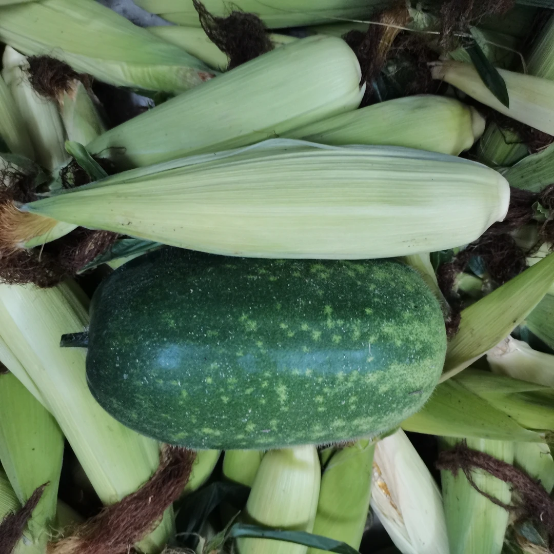 老品种冬瓜+老品种有嚼劲玉米 合计5斤  自家菜园菜