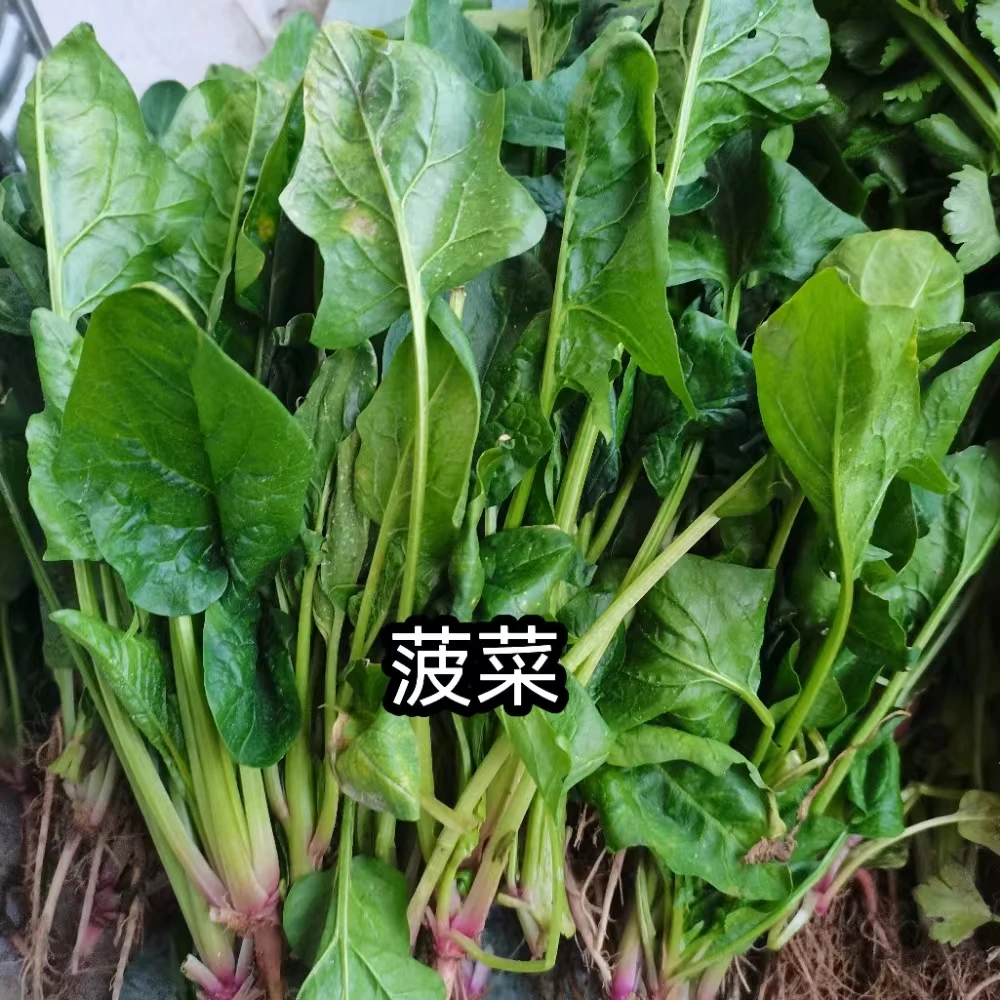 湖南邵东农家菠菜现摘现发菠菜 霜冻菜 甜 可搭上海青 白菜苔