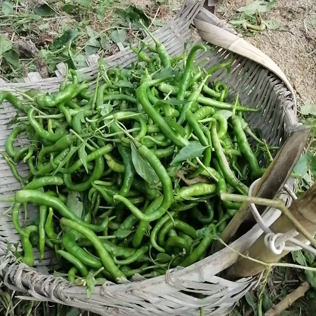 湖南邵阳 农家自种扯树辣椒 秋辣椒放心吃无保鲜剂