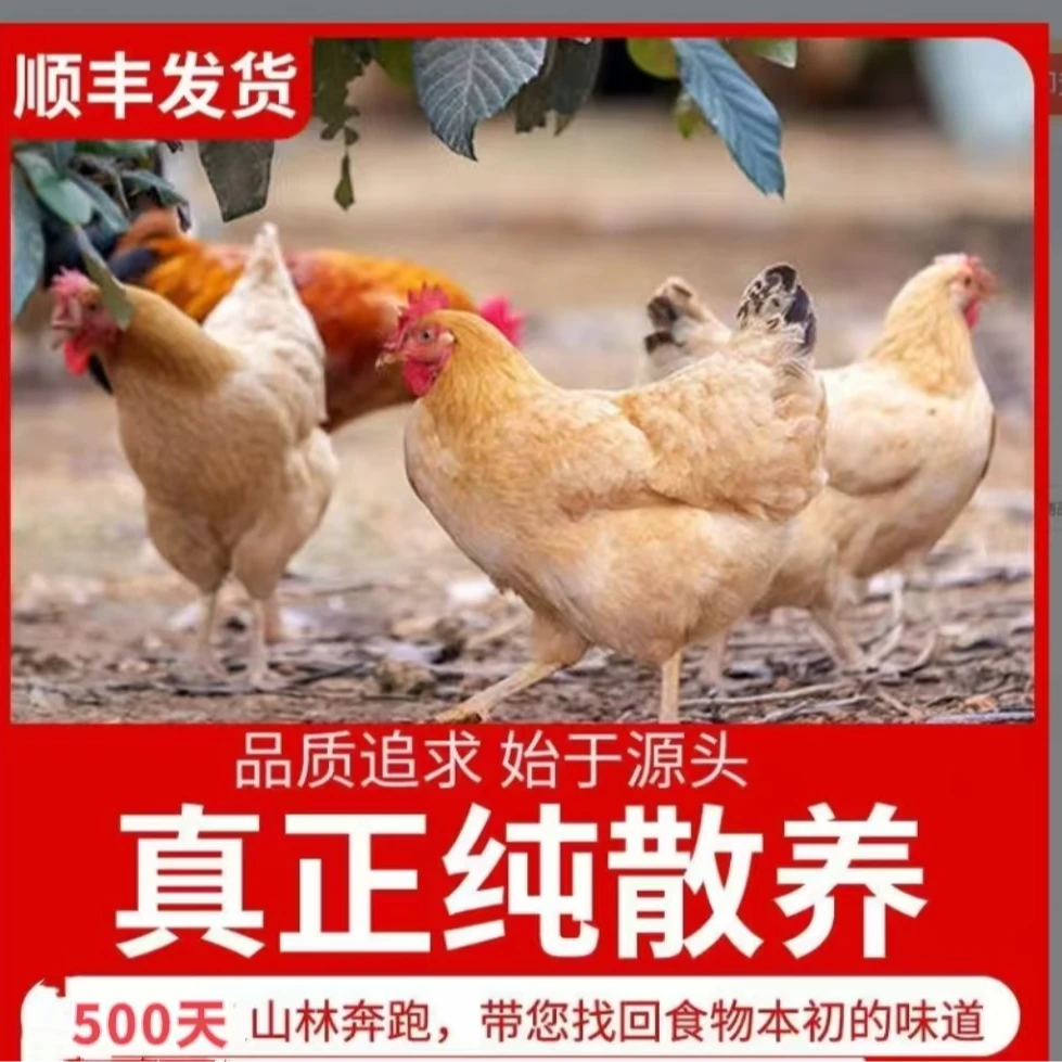 【春妮家】放养土鸡老母鸡 拍一发二  2只净重共4斤 杀好发货