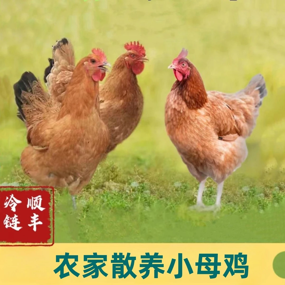 【班长】放养小母鸡 拍一发三 净重共6-6.5斤