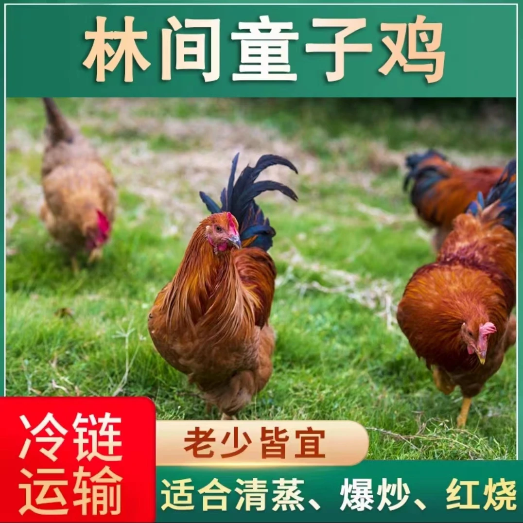 【源源家】放养100天童子鸡单只1.5斤3只净重4.5斤肉质鲜嫩净膛发货
