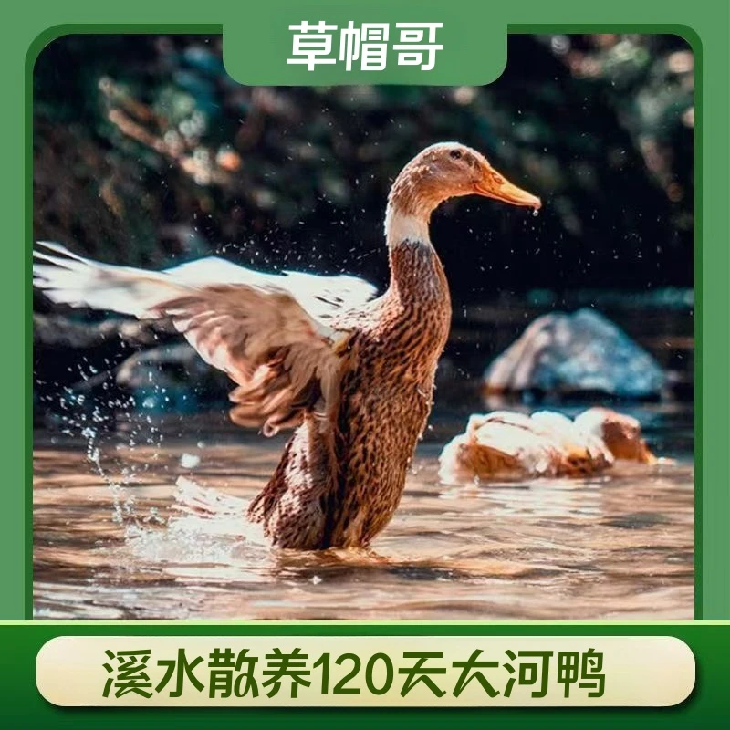 【草帽哥B】散养120天大河鸭 拍一发二 2只毛重11斤净重7斤杀好发出