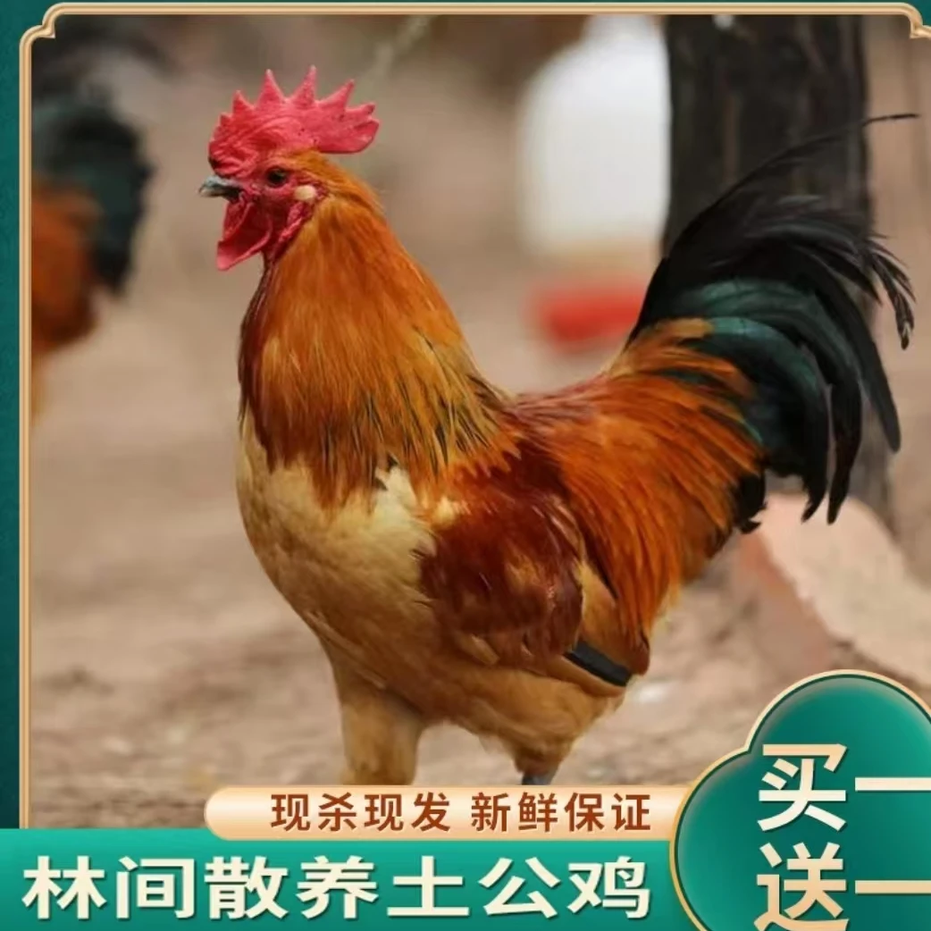 【乡村农场】林间放养土公鸡  2只净重共6斤 带内脏 杀好发货