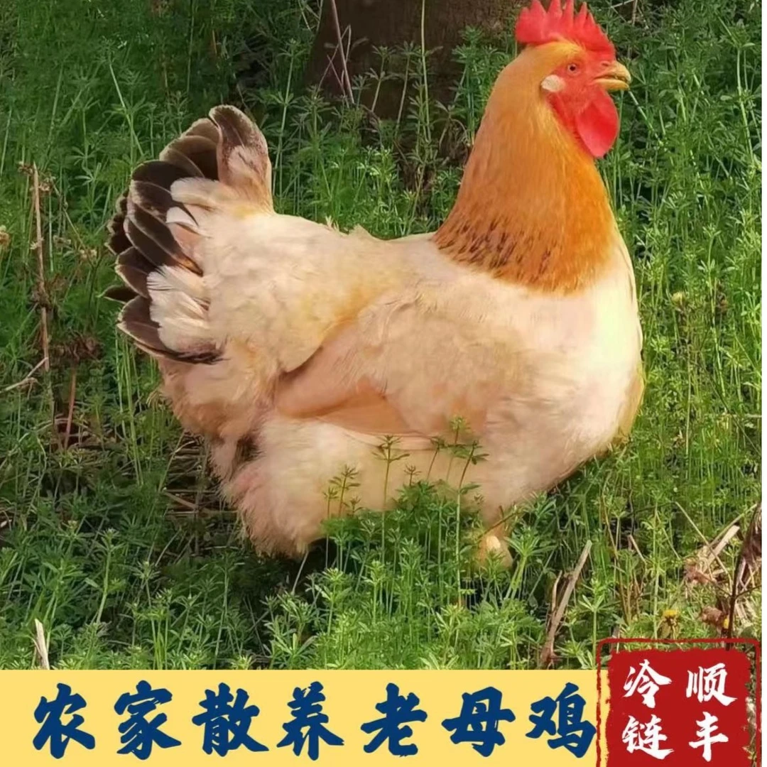 【小丽家】二只 农家散养土鸡黄油老母鸡 黄脚 净重5斤