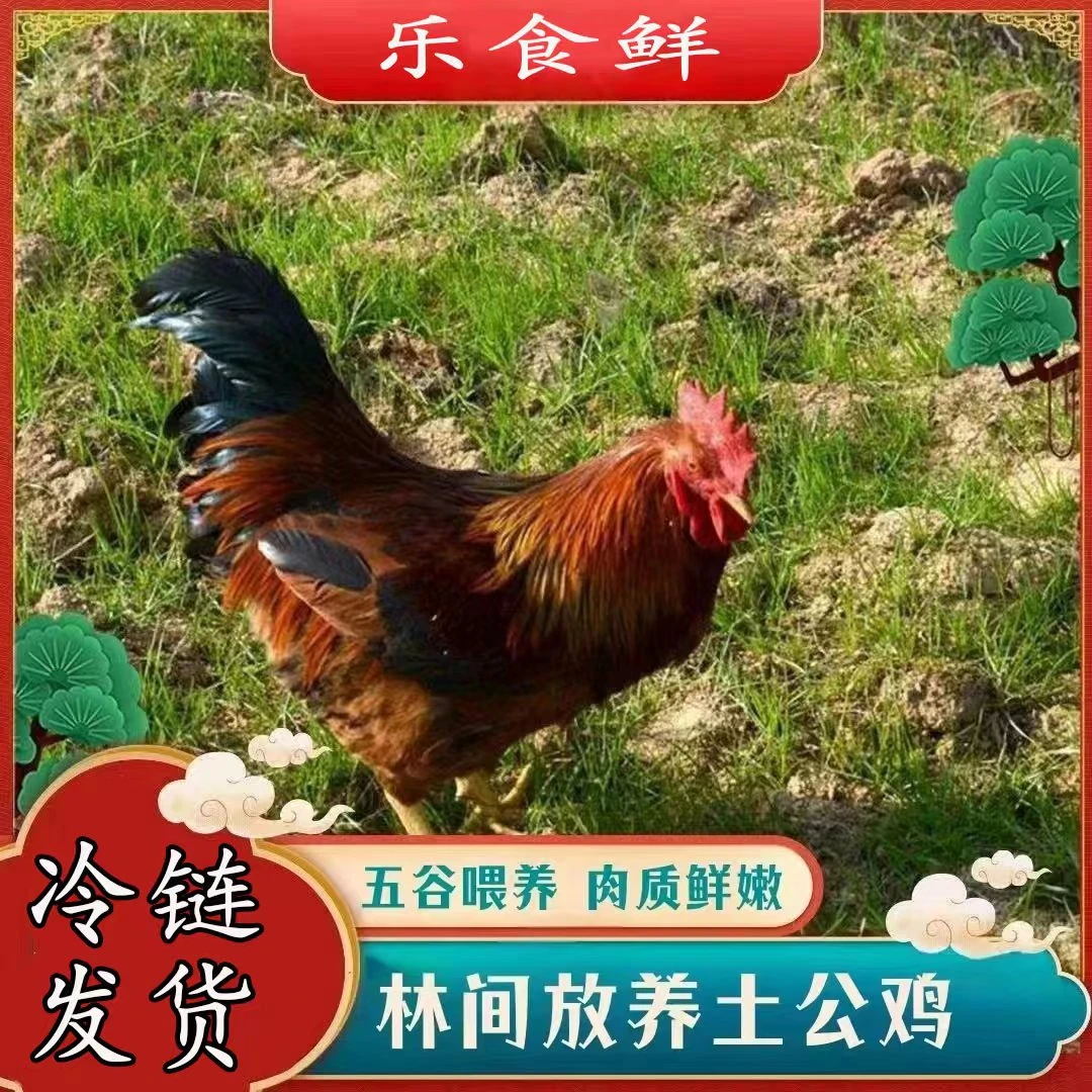 【胖丫】放养土公鸡 仔公鸡 4只毛重13斤  净重共8-9斤  杀好发货