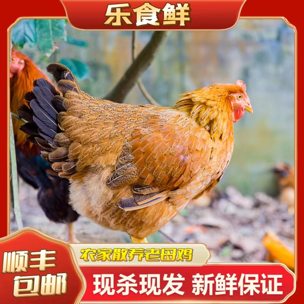 【小武哥专属】农家散养黄油老母鸡买一送二 发三只 共6斤顺丰包邮