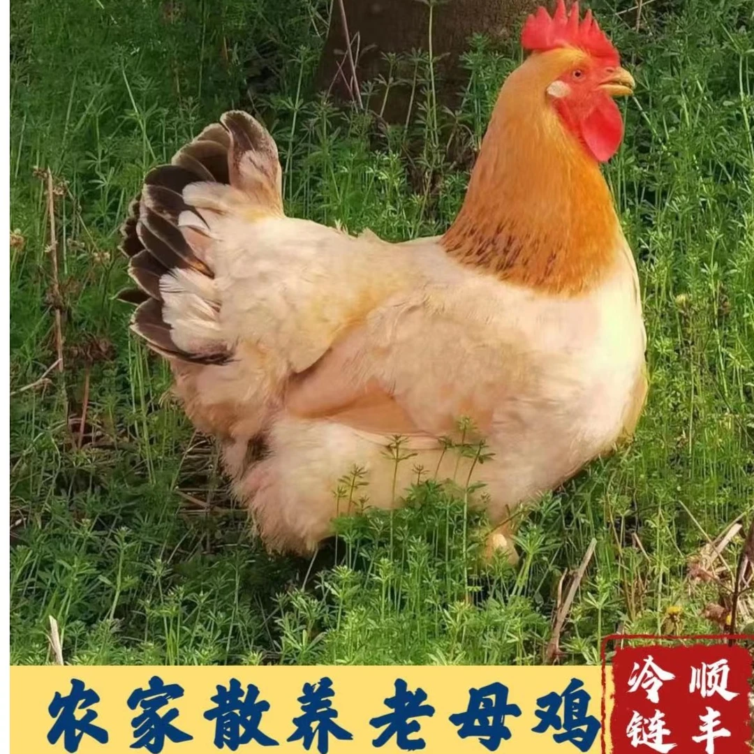 【乐食鲜 】放养土鸡黄油老母鸡 拍一发三黄脚 净重共6斤以上