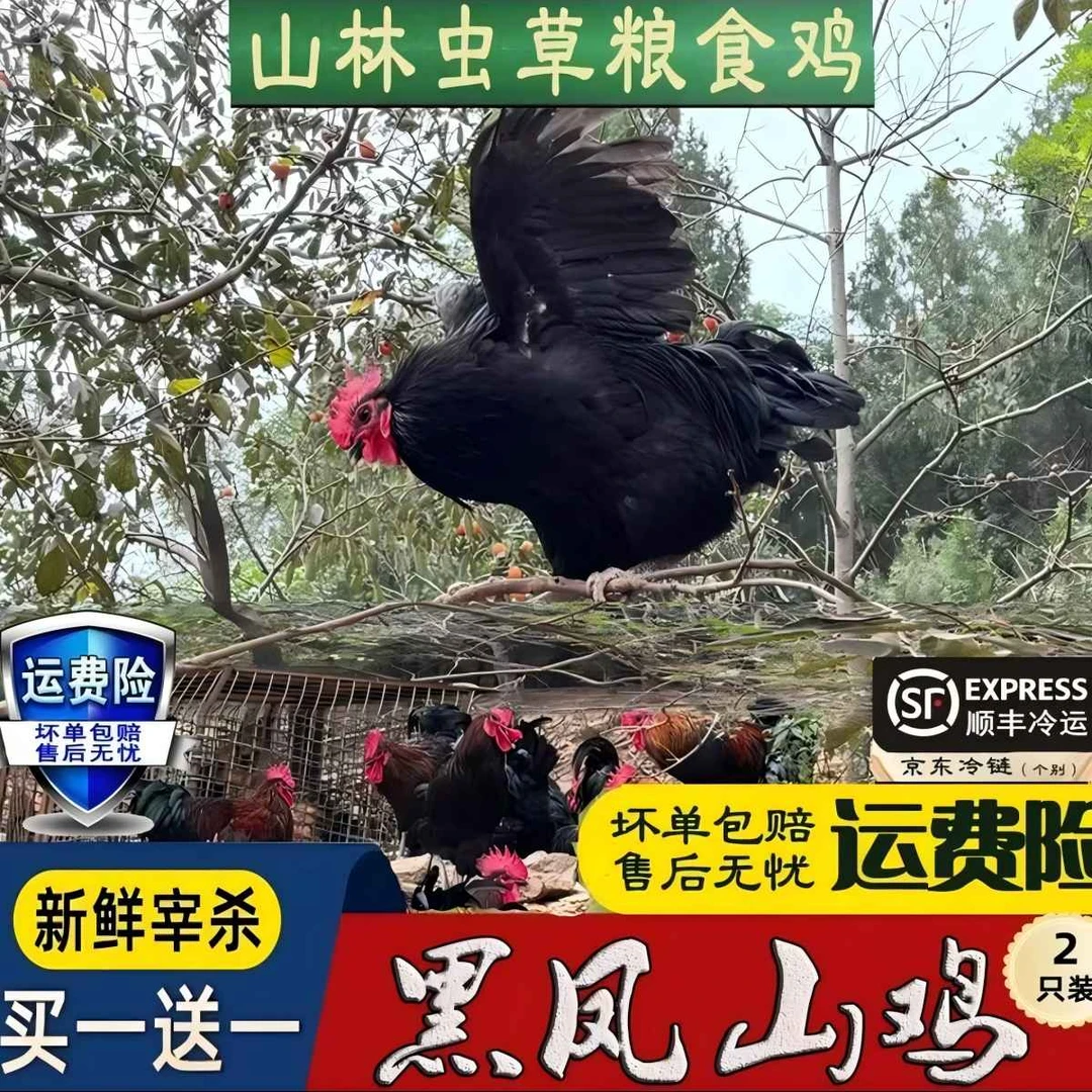 【山林散养土鸡】买一送一2年黑凤母鸡下蛋鸡粮食喂养2只净重5斤