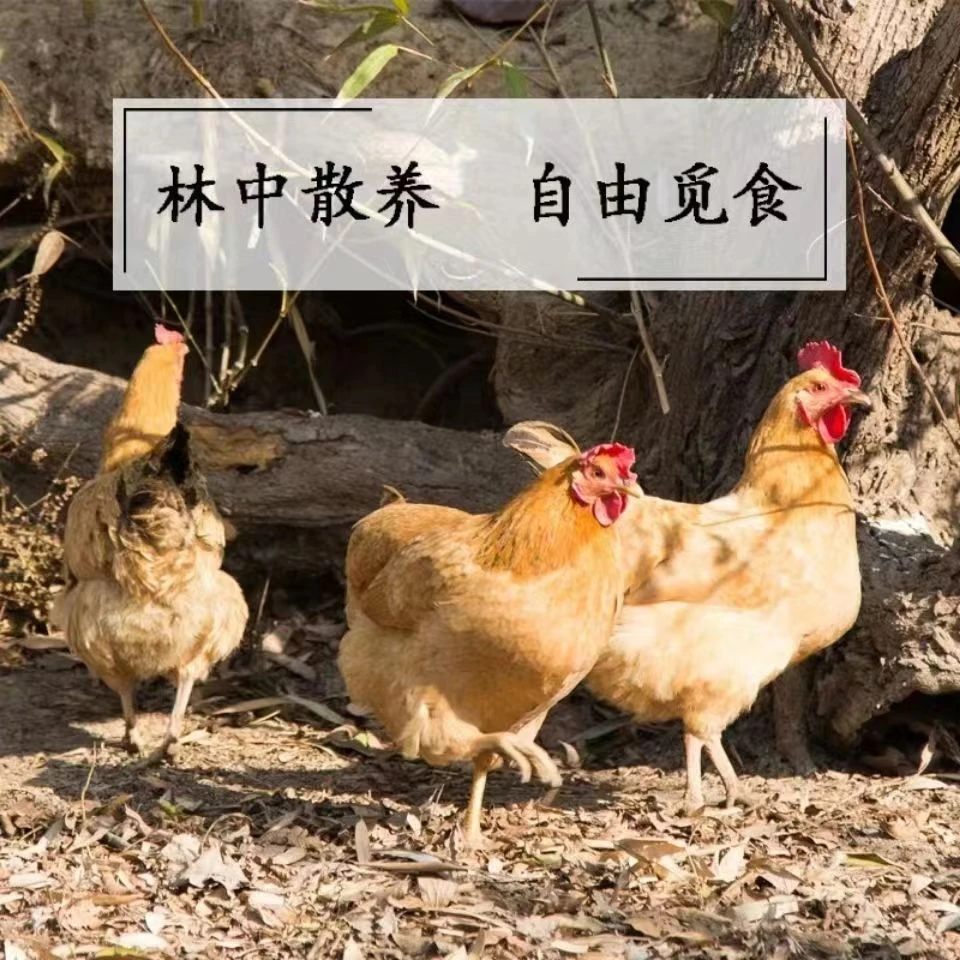 【大牛】农家散养母鸡 单只净重2斤 冷链运输