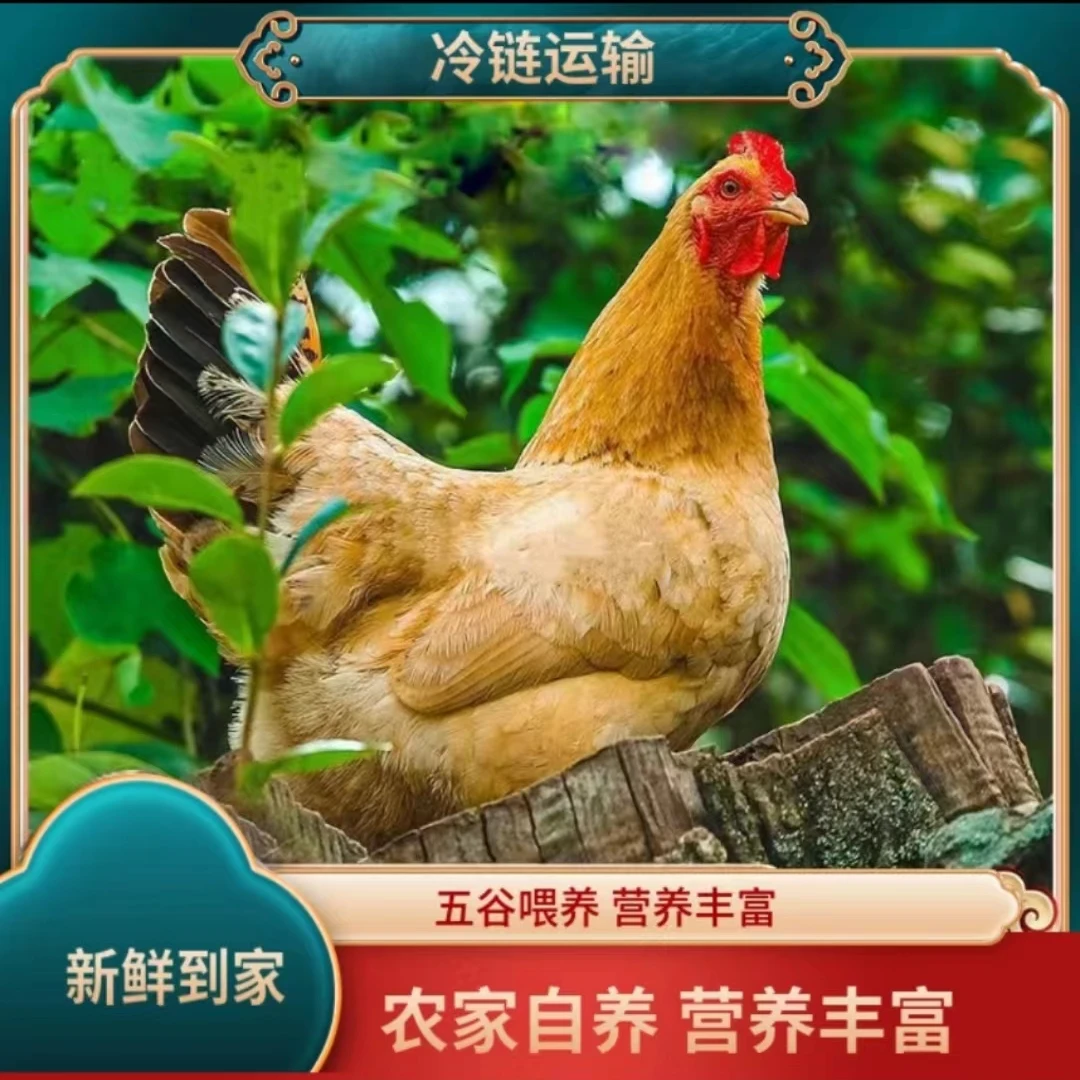 【园园家】放养三年黄油老母鸡  一只毛重5斤多  三只净重9-10斤