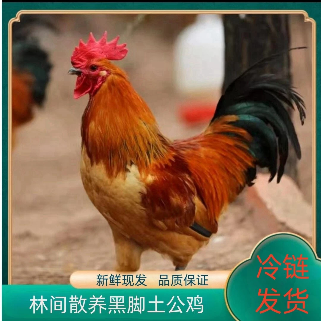 【大山农场】林间散养黑脚土公鸡 发3只净重共9斤 带内脏